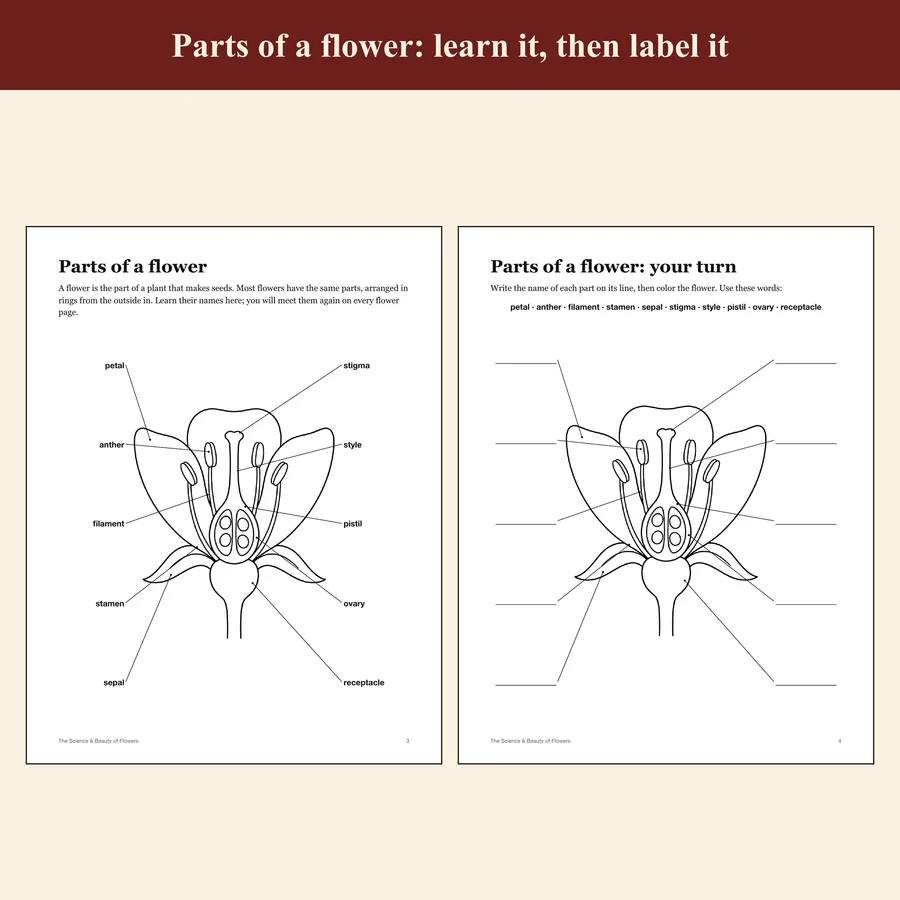 Botanical Coloring Book Bundle for Kids, Flower, Fruit, Vegetable & Herb Coloring Pages, Plant Life Cycle, Homeschool Science — etsy 03 flowers teaching